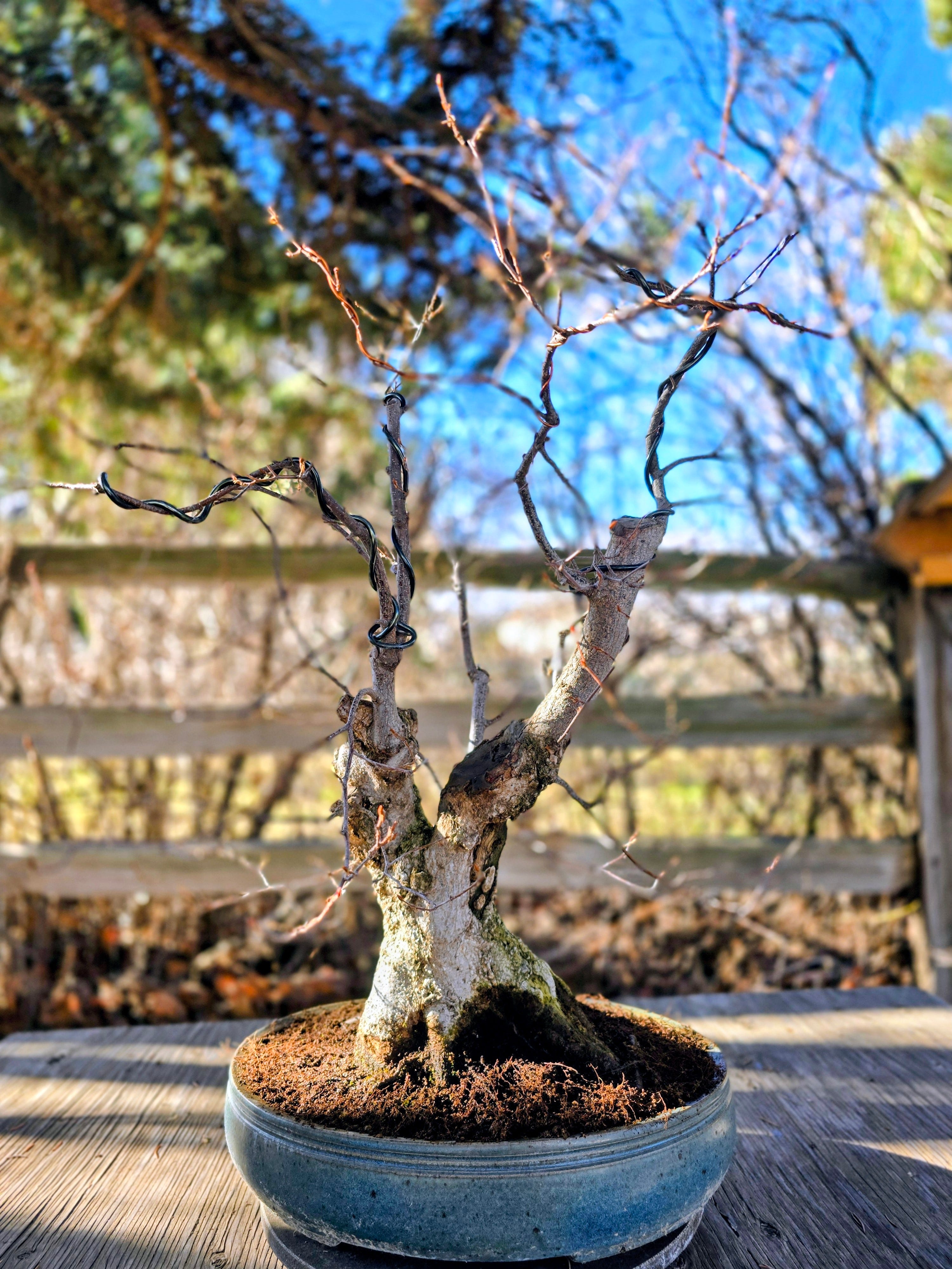 It's bonsai repotting season