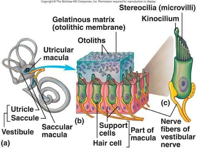 Otolith organs in the utricle and saccule sustentacular cells and hair ...
