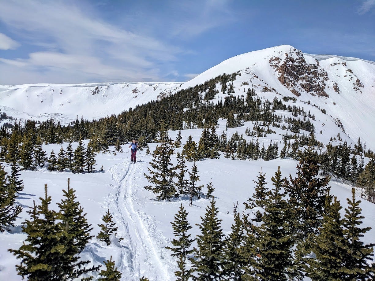 Image of a author in the Colorado backcountry on a skin track amongst baby pine trees, with blue skies and white wispy clouds