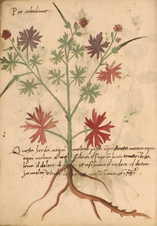 A yellowed page from a 15th century herbarium with a painted illustration of.a plant with exuberant starry leaves, red and green flowers, and spiky red buds that over-spill the page. A paragraph of Latin writing crosses the illustration where the stem meets the root. A yellowed page from a 15th century herbarium with a painted illustration of.a plant with exuberant starry leaves, red and green flowers, and spiky red buds that over-spill the page. A paragraph of Latin writing crosses the illustration where the stem meets the root.