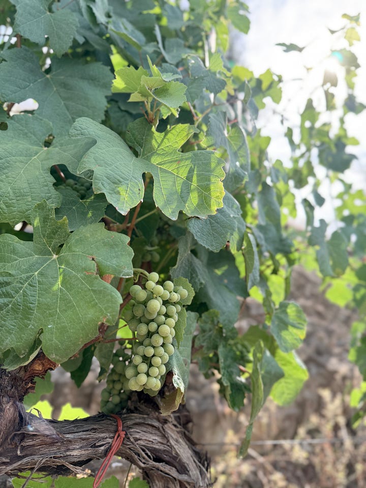 Vineyards at Quinta de la Rosa