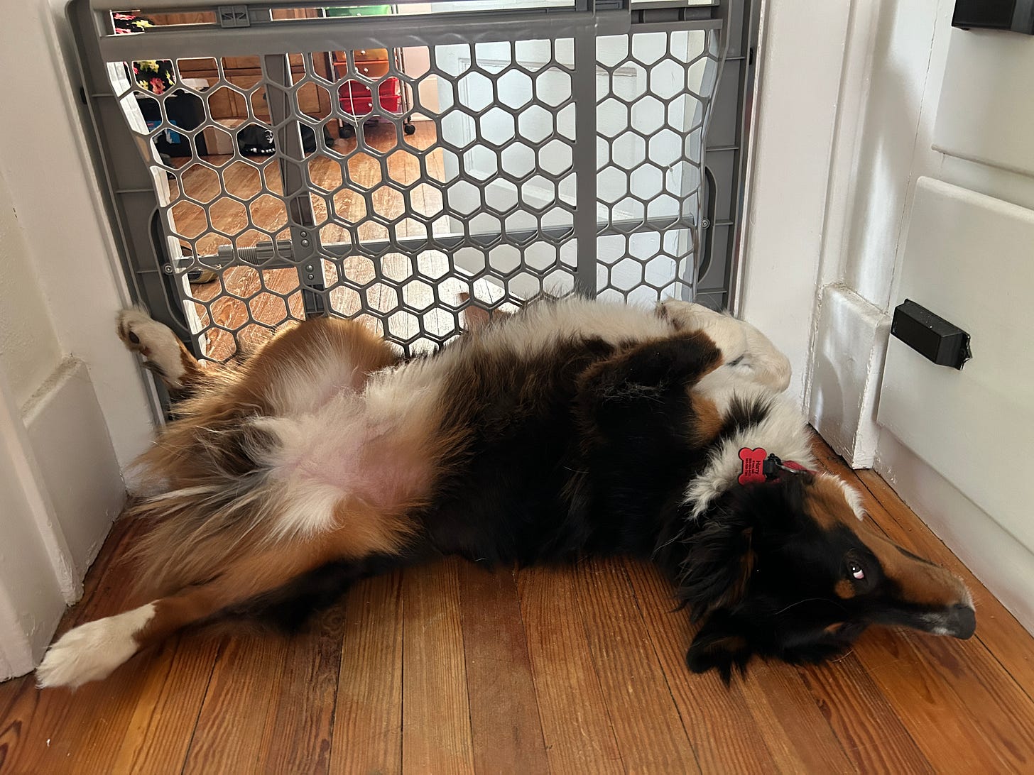 Black, white, and brown dog has collapsed onto his back with all his four sweet paws in the air.