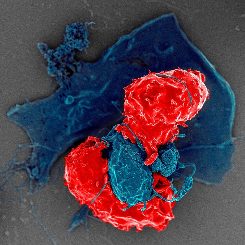 File:T Regulatory Cells (33031032718).jpg
