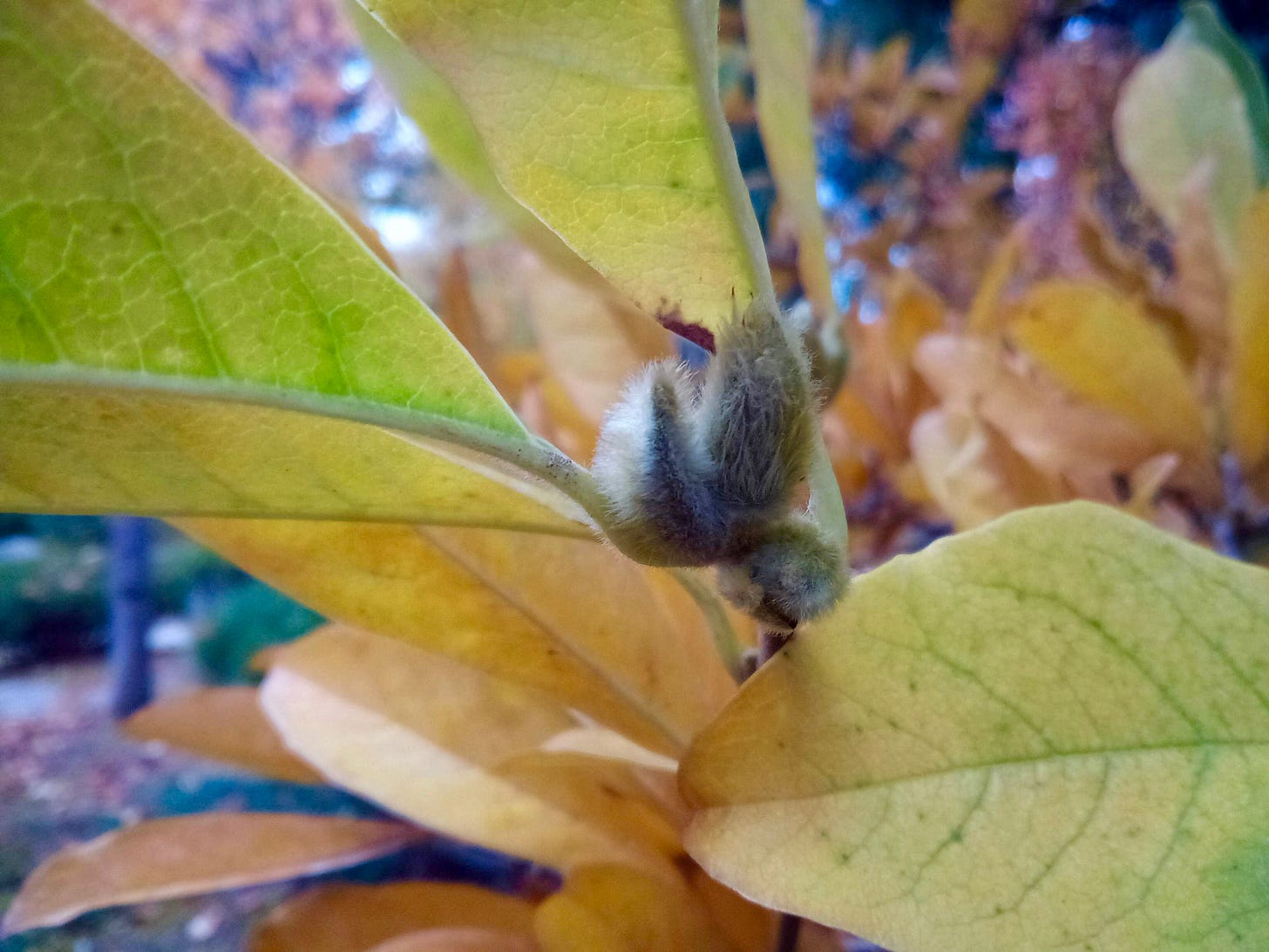 Next year's buds on a tree branch