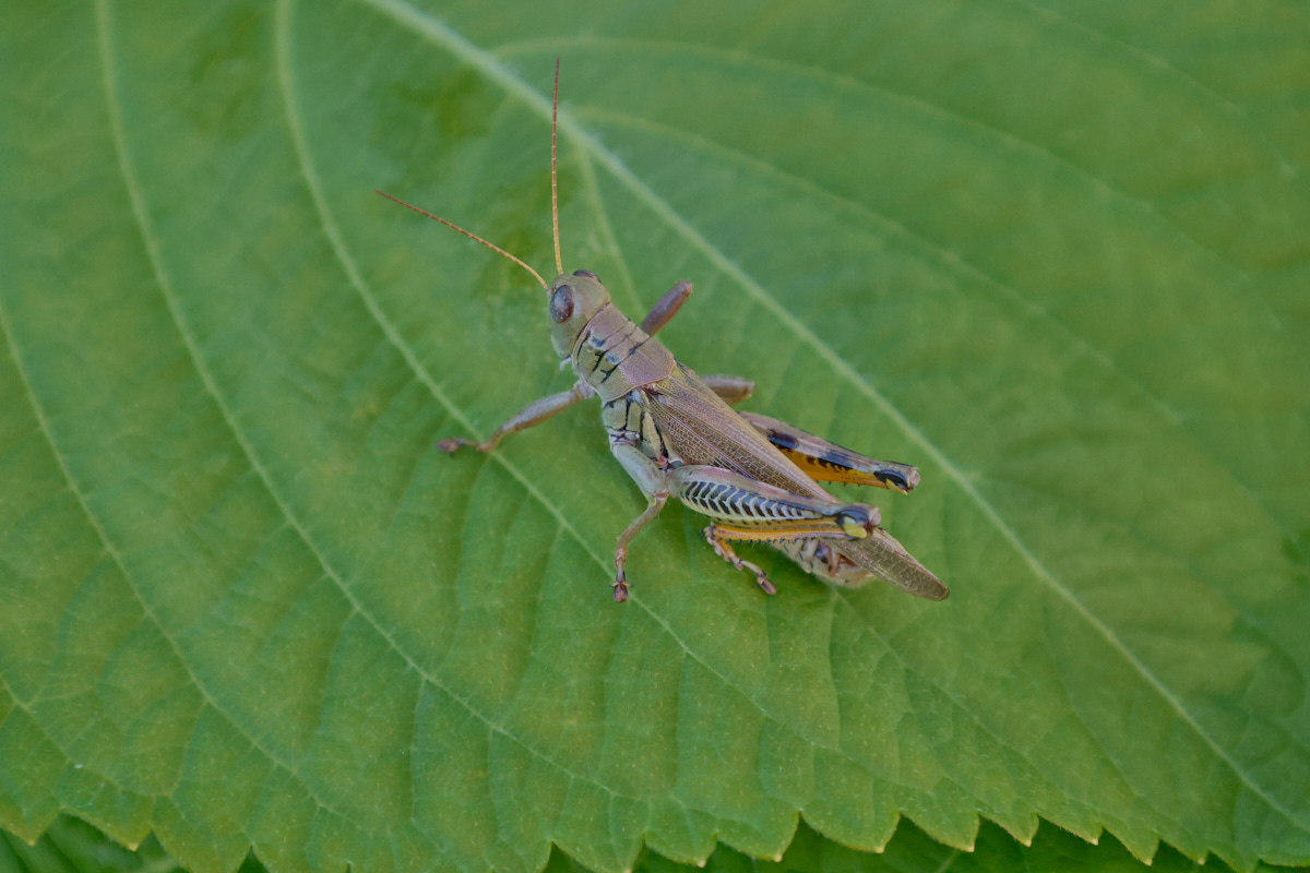 a grasshopper on a shiso leaf a grasshopper on a shiso leaf