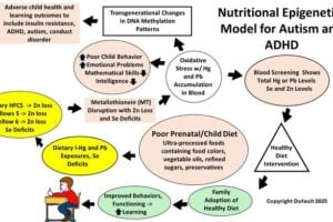 This diagram shows how diet can affect children’s health through epigenetics. A poor prenatal diet high in ultra-processed foods—like those with food dyes, vegetable oils, refined sugars, and preservatives—can lead to higher exposure to harmful metals like mercury (Hg) and lead (Pb). At the same time, it can reduce important nutrients like zinc and selenium. When the body doesn’t get enough zinc and selenium, it can’t produce a protein called metallothionein that helps clear heavy metals. As a result, mercury and lead build up in the blood, causing oxidative stress. This stress can contribute to behavioral and learning disorders in children, such as autism or ADHD. Worse, oxidative stress can also alter how genes are expressed by affecting DNA methylation, potentially leading to similar health issues in future generations. Eating a healthy diet that avoids ultra-processed foods may help lower mercury and lead levels and reduce the risk of learning and behavioral problems in children.