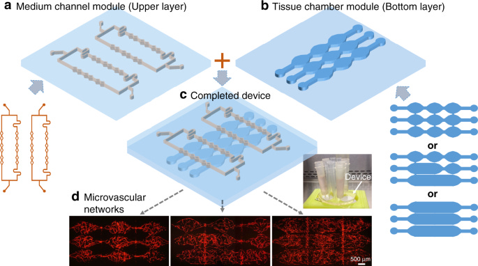 A modular microfluidic system based on a multilayered configuration to  generate large-scale perfusable microvascular networks | Microsystems &  Nanoengineering