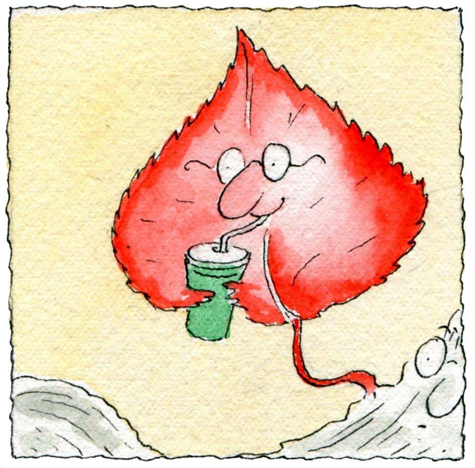 How Does a Plant With Red Leaves Support Itself Without Green Chlorophyll? - The New York Times How Does a Plant With Red Leaves Support Itself Without Green Chlorophyll? - The New York Times