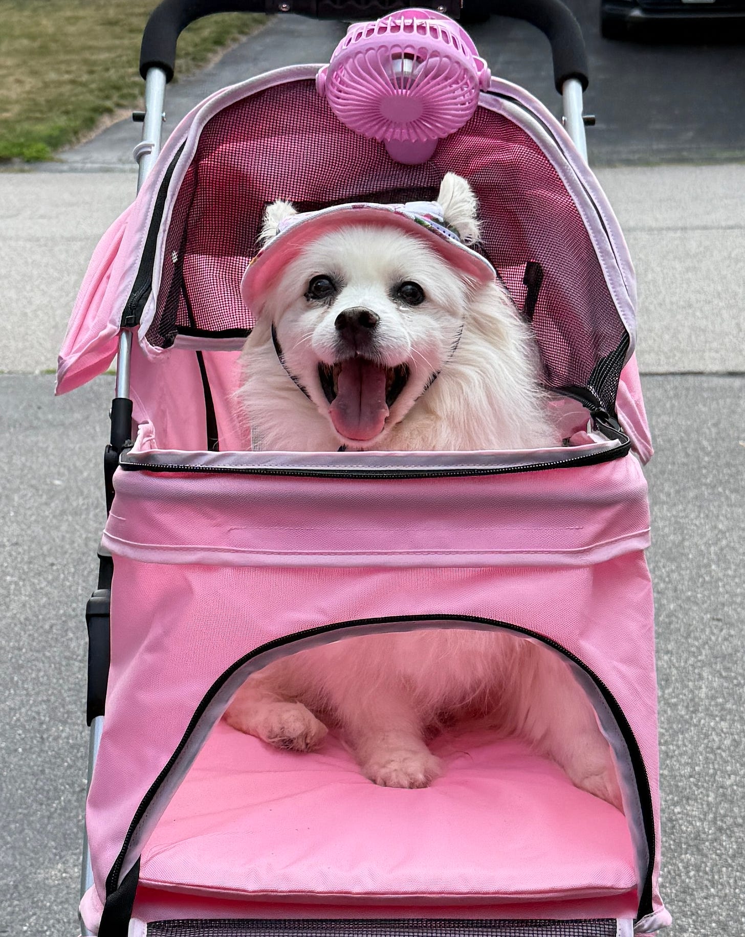Pip, an older american spitz dog, is sitting in a pink dog stroller with an attached fan. She is wearing a hat and has her mouth open like she’s smiling.