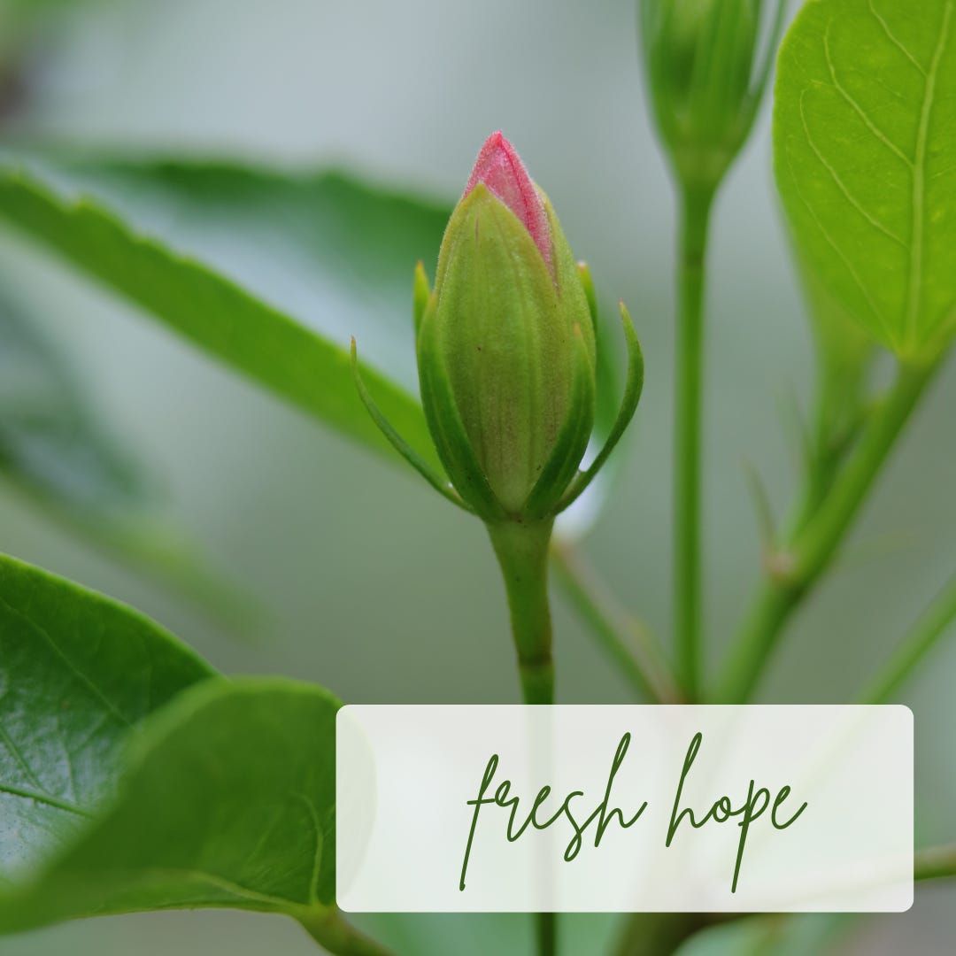 Casa Viva Greenhouse Field Notes | Jill Aspegren | Substack