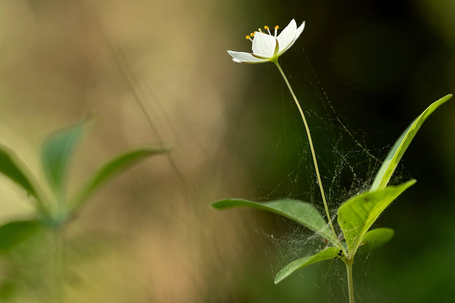 White starflowers of chickweed wintergreen (Lysimachia europea)