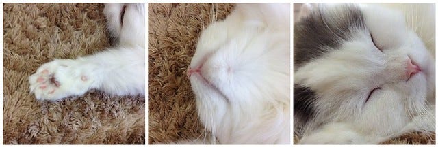 White Cat Montage White Cat Montage