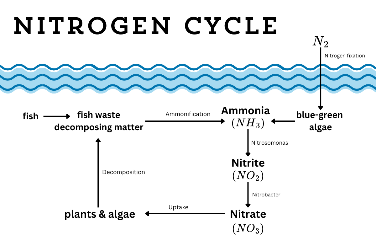 Diagram of the Nitrogen Cycle in an aquatic environment. At the top, wavy blue lines represent water. The cycle begins with fish producing waste and decomposing matter, which undergoes ammonification to form ammonia (NH₃). Blue-green algae can also contribute ammonia through nitrogen fixation of atmospheric nitrogen (N₂). Ammonia is then converted by Nitrosomonas bacteria into nitrite (NO₂), which is further converted by Nitrobacter bacteria into nitrate (NO₃). Plants and algae absorb nitrate through uptake, and when they decompose, they contribute back to the cycle. Diagram of the Nitrogen Cycle in an aquatic environment. At the top, wavy blue lines represent water. The cycle begins with fish producing waste and decomposing matter, which undergoes ammonification to form ammonia (NH₃). Blue-green algae can also contribute ammonia through nitrogen fixation of atmospheric nitrogen (N₂). Ammonia is then converted by Nitrosomonas bacteria into nitrite (NO₂), which is further converted by Nitrobacter bacteria into nitrate (NO₃). Plants and algae absorb nitrate through uptake, and when they decompose, they contribute back to the cycle.