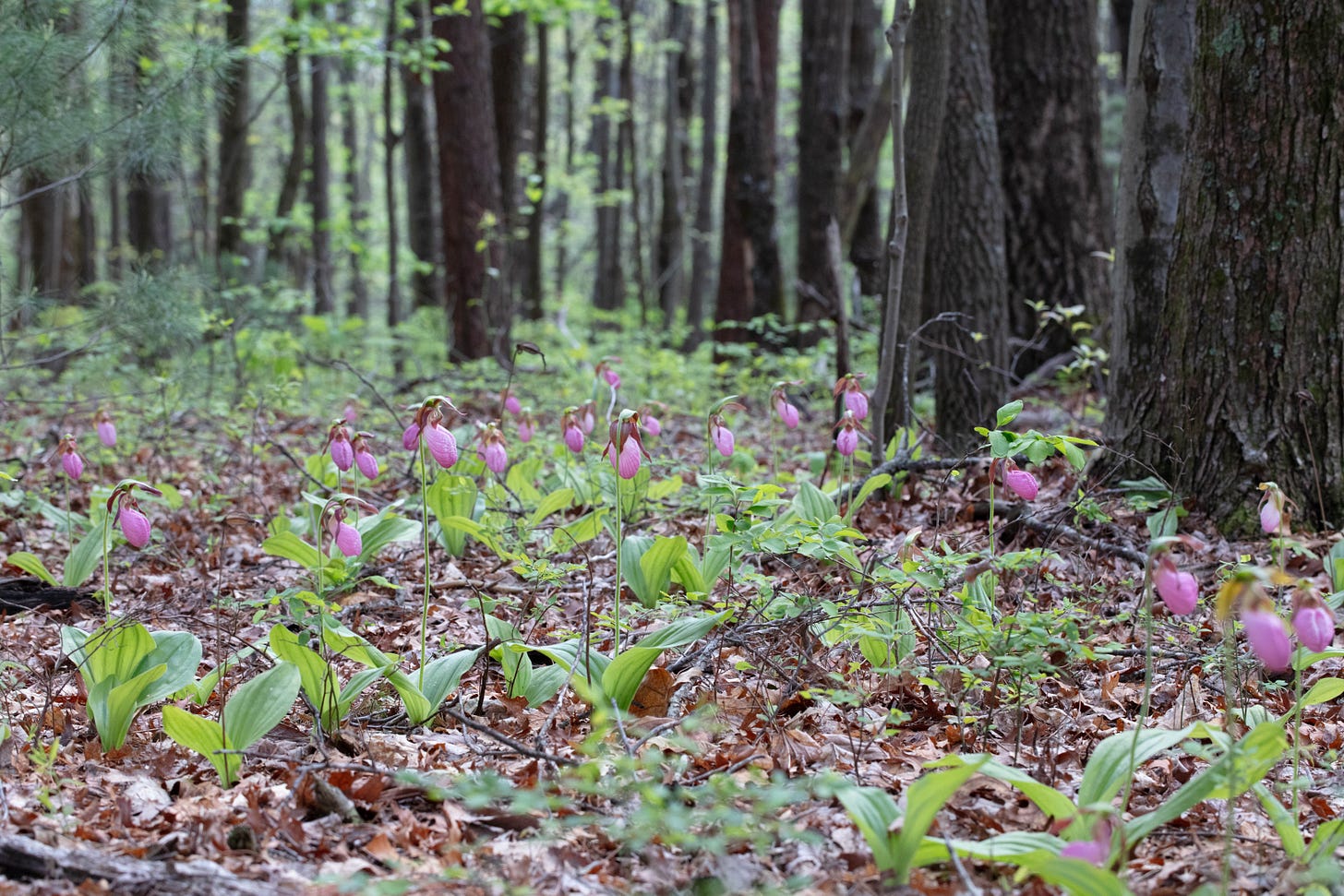 A forest floor with many blooming pink lady's slipper orchids. The lower trunks of trees and some pine branchs or glowing green deciduous tree branches can be seen in the background.