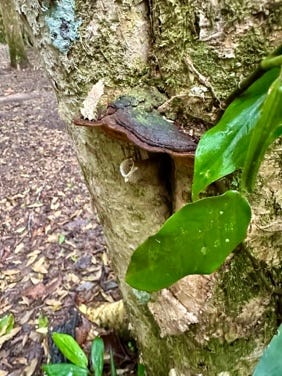 A tree trunk with a mushroom growing on it

AI-generated content may be incorrect.