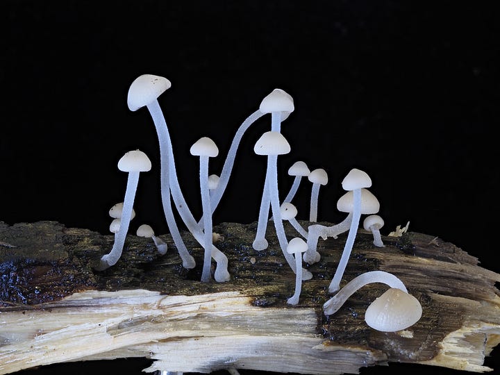 Bioluminescent Luminous Porecaps