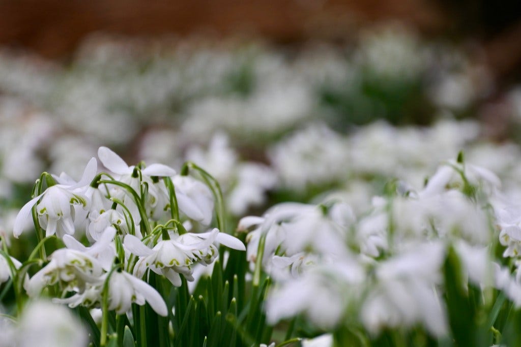 Snowdrop detail