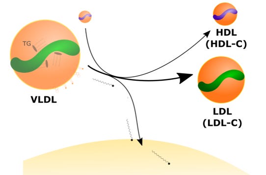 A diagram of a cell
AI-generated content may be incorrect. A diagram of a cell
AI-generated content may be incorrect.