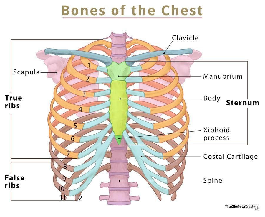 Bones of the Chest – Names, Basic Anatomy, and Diagram Bones of the Chest – Names, Basic Anatomy, and Diagram