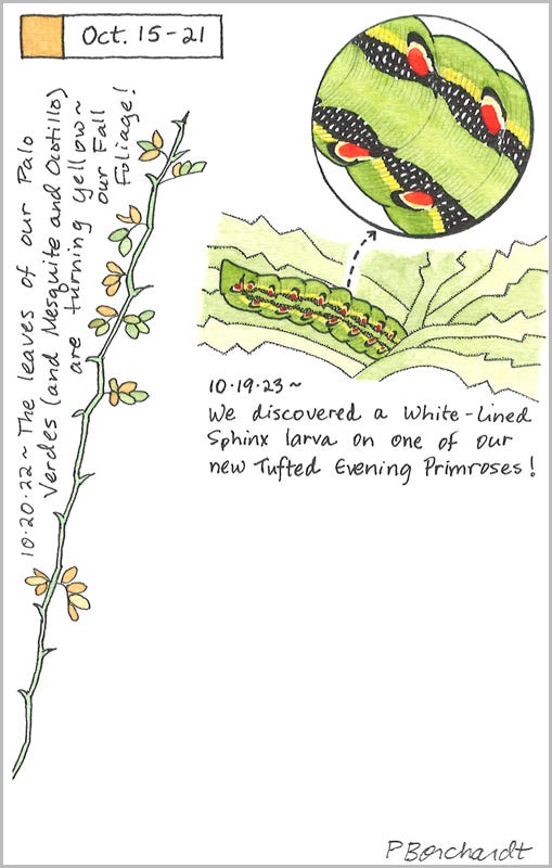 Perpetual Journal, week of Oct. 15-21: White-Lined Sphinx Larva (2023); Palo Verde Leaves Turning Yellow (2022) Perpetual Journal, week of Oct. 15-21: White-Lined Sphinx Larva (2023); Palo Verde Leaves Turning Yellow (2022)