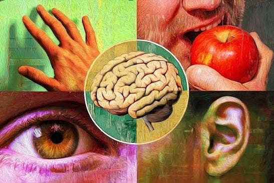 Study reveals a deep brain region that links the senses | Yale News Study reveals a deep brain region that links the senses | Yale News