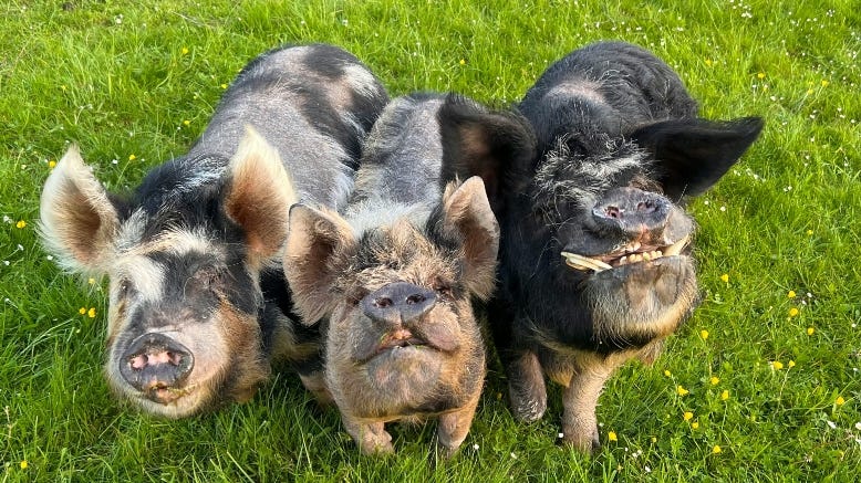 Three black and pink pigs stand beside each other in the grass, looking up at the camera.