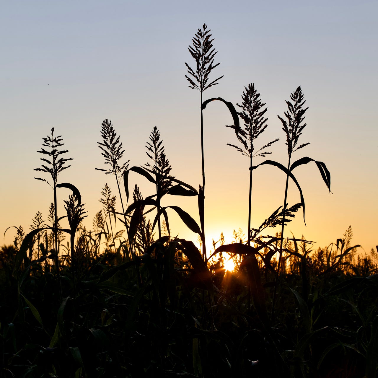 ~ the soulful wanderer ~