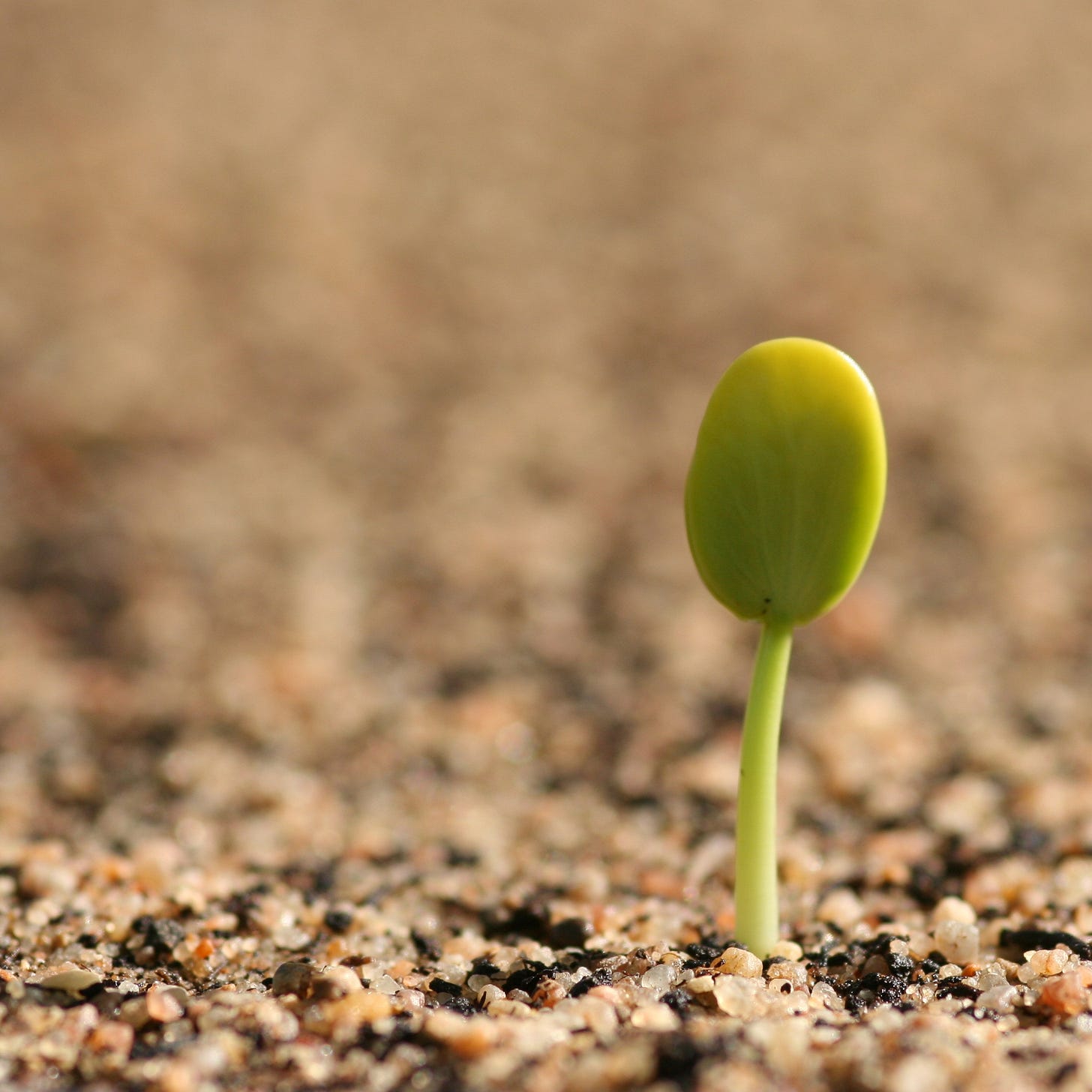 Germinating_seedling.jpg (2200×2200)