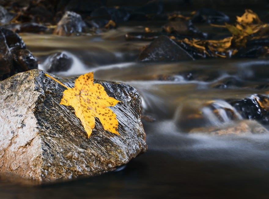 Rhythm and Flow: How Three Famous Writers Use it to Draw You in.