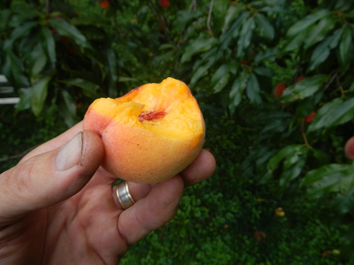Loring peach