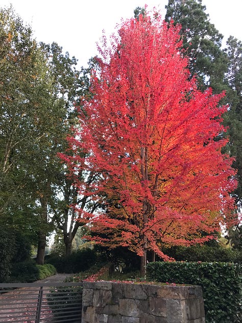 Forests, trees, and colorful leaves