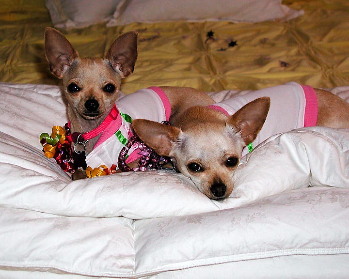 Three photos of my Chihuahuas at various ages, and the final photo shows us kayaking together in the summer of 2013, just before Frida was killed. 