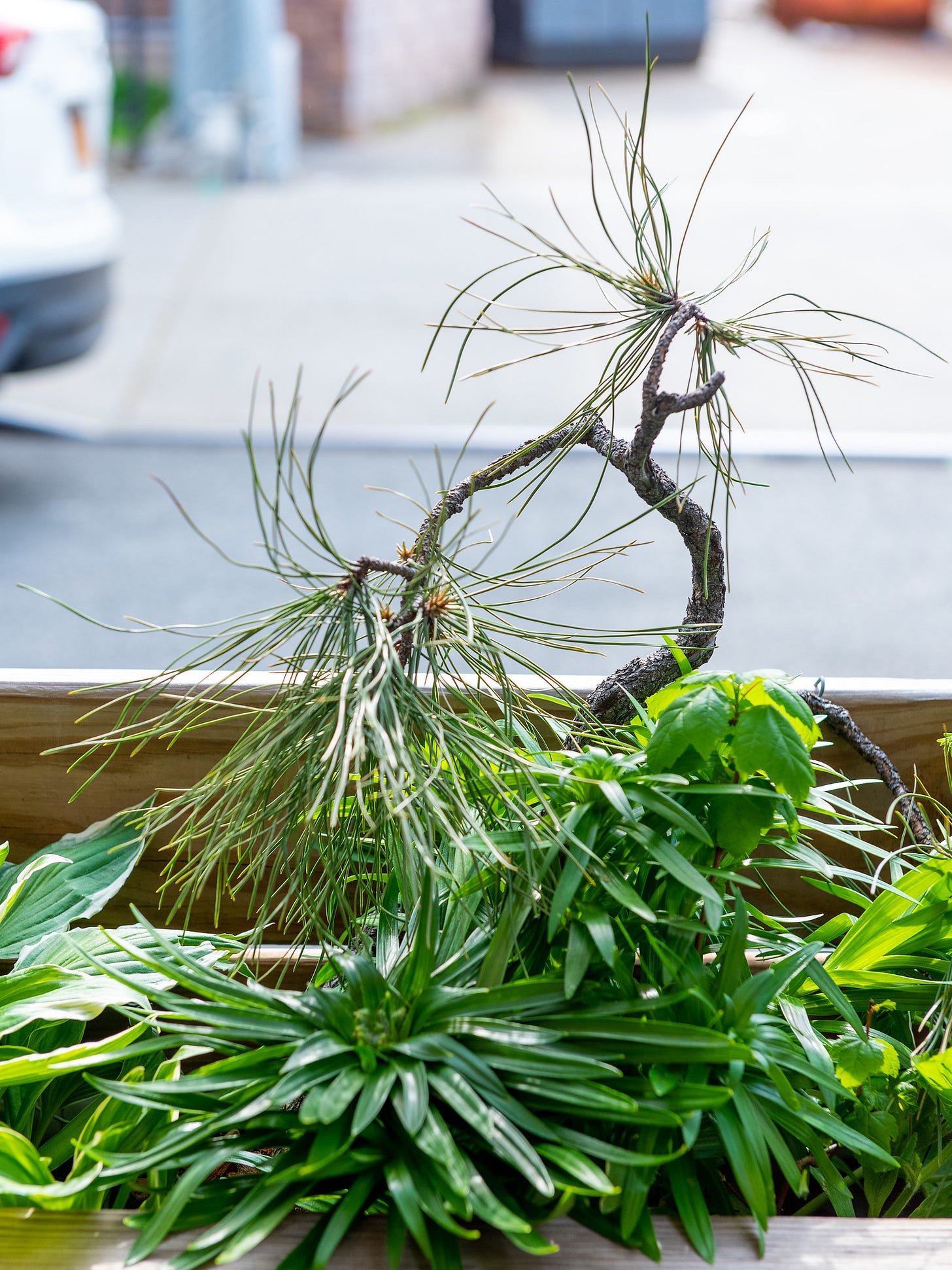 ID: Ponderosa pine in the planter, without its wire on. The tree is slanted to the right and its lower trunk is obscured by other plants in the planter.