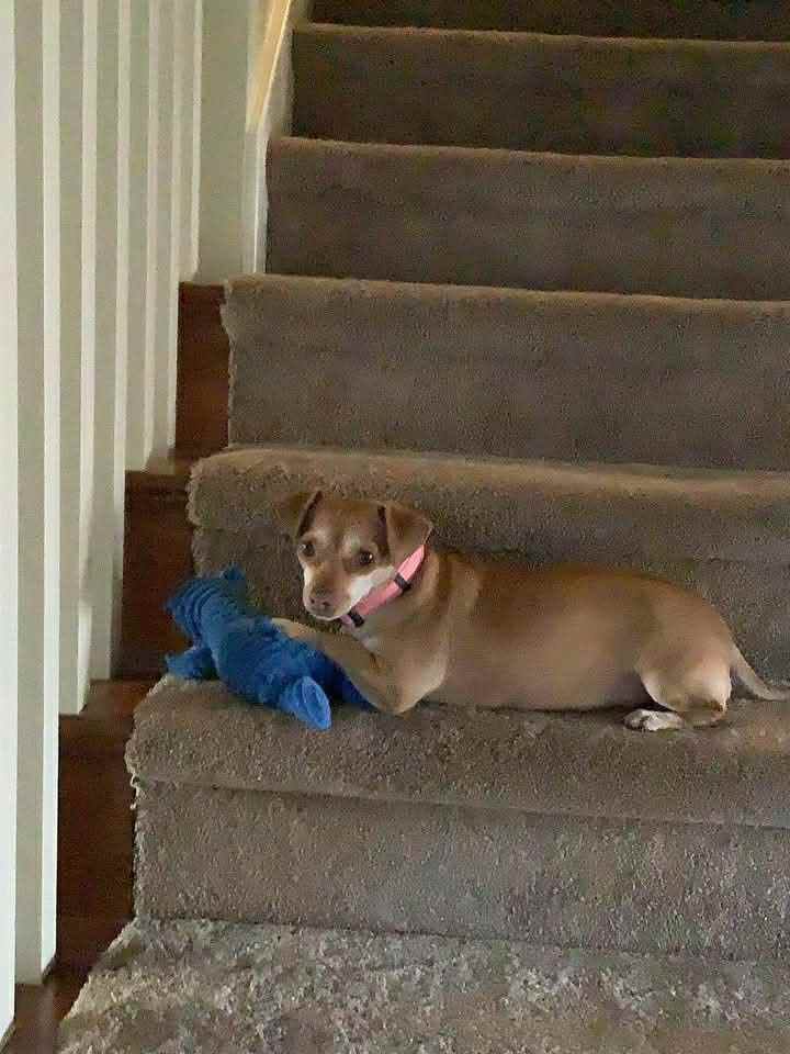 Ari's cute little dog Eponine.