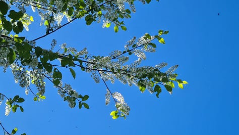 Bird Cherry Blossom