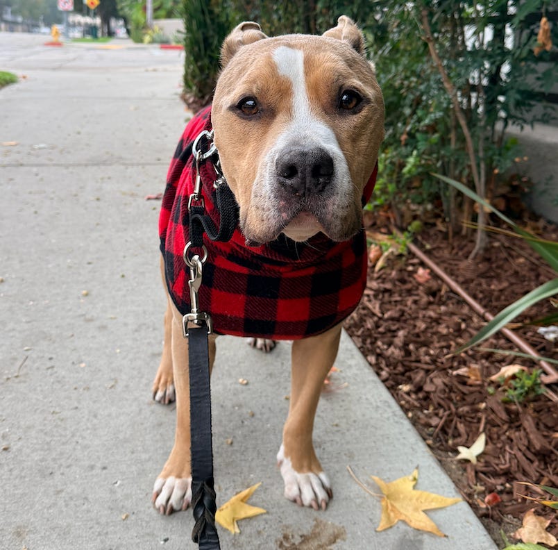 Elvis standing on a sidewalk looking at the camera in a black and red sweater