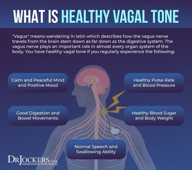 This image has an empty alt attribute; its file name is vagus-nerve.jpg