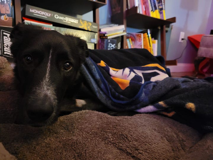Pictures of black and white scamp Cooper, a dog who is a border collie/black lab mix (we think).