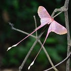 A summer of eudaemonia