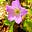 ThisBlossomingLife's avatar