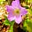 ThisBlossomingLife's avatar