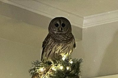 Virginia home gets unexpected owl tree-topper