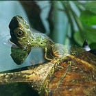 後ろにも目があった。ヨツメイシガメという亀