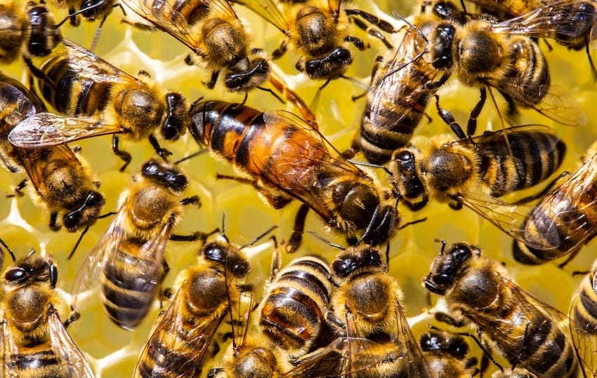 Réduire le cycle de sélection des reines
