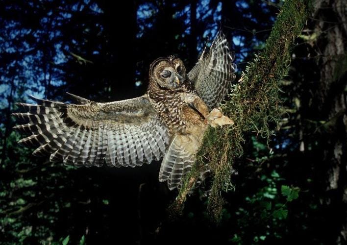 Northern spotted owls are functionally extinct in large swaths of their range according to a new study.