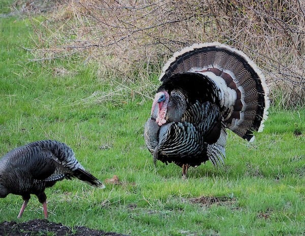 Tom Turkeys performing mating behavior