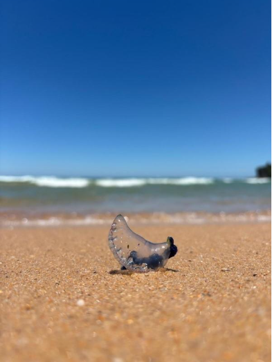 A jellyfish on a beach

AI-generated content may be incorrect.
