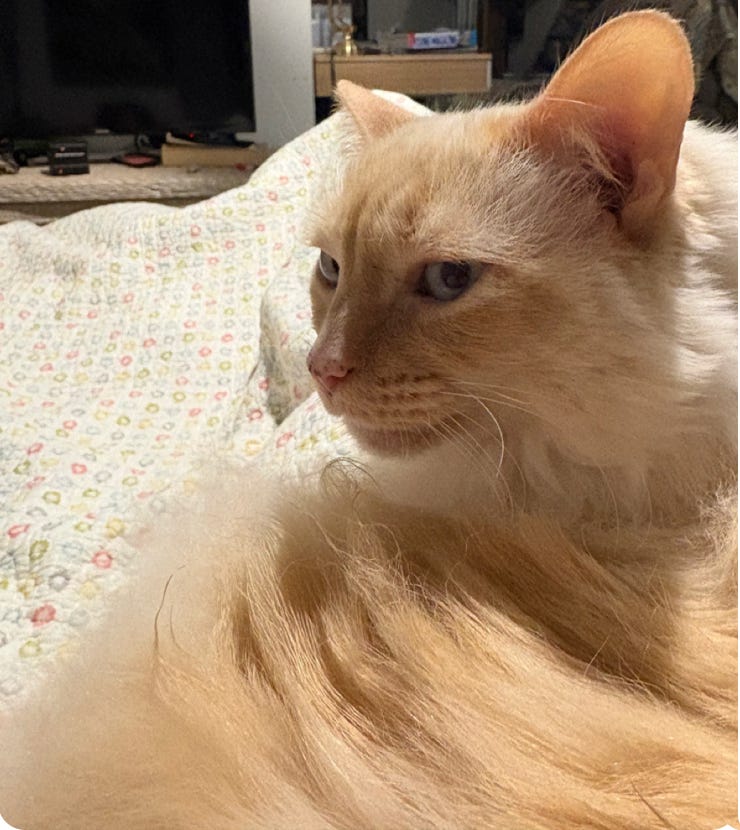 white floof sitting on bed, turning neck towards camera so it looks like a swoosh of floof. eyes very blue, nose pink; she looks skeptical