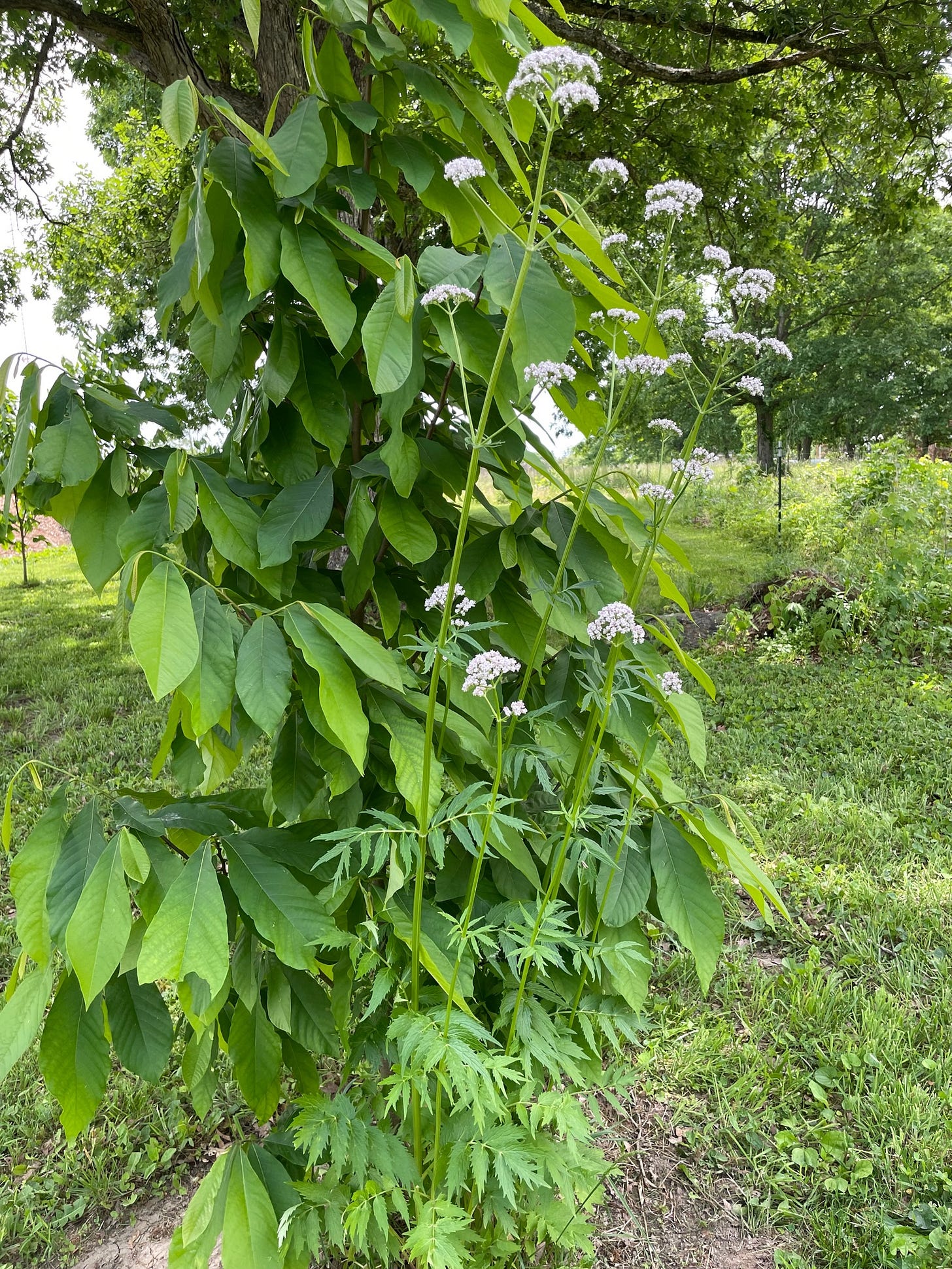 Young paw paw tree, Asimina triloba Young paw paw tree, Asimina triloba