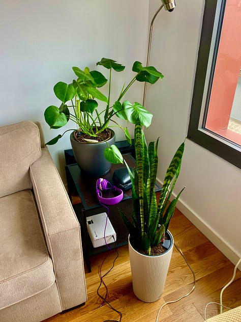 Lechuza planters